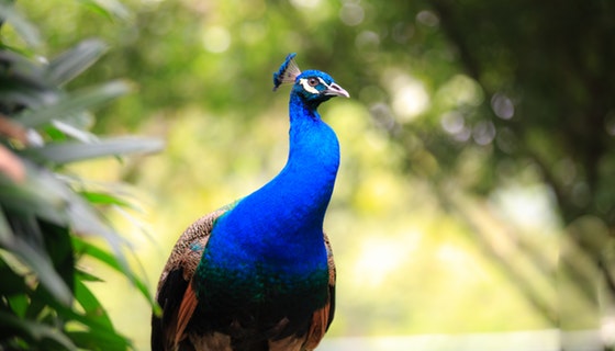 Wedding Photograher in puranpur